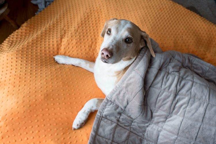 Weighted blankets for dogs with online anxiety